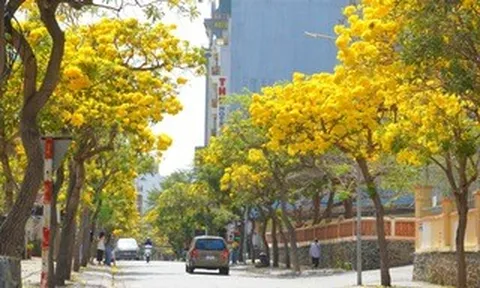 Hoa phong linh "nhuộm vàng" Vũng Tàu, du khách rộn ràng check-in