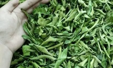 Lá của cây này đem phơi khô quý như "nhân sâm của người nghèo", đừng bỏ phí