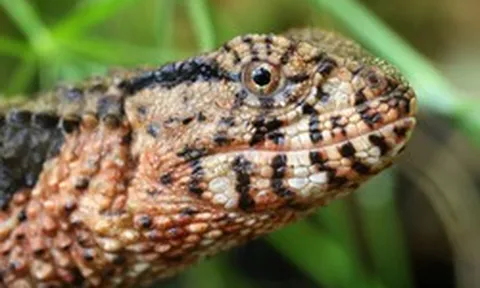 "Quái vật" thằn lằn cá sấu hiếm bậc nhất Việt Nam trở về ngoạn mục sau nhiều năm lưu lạc tại Đức