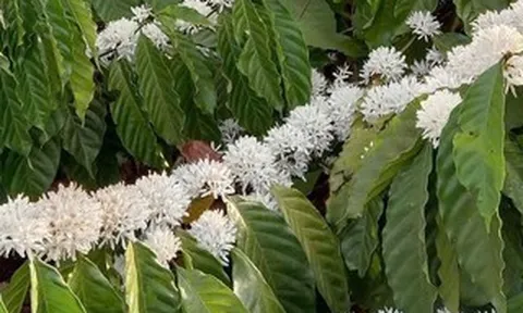 Hương cà phê trong tôi