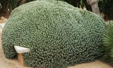 Chất cay mạnh nhất thế giới không đến từ ớt mà từ một loài cây đầy nhựa, với mức độ cay có thể gây sốc vượt xa mọi giới hạn của con người