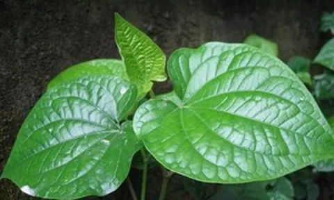 8 bài thuốc dân gian từ lá lốt