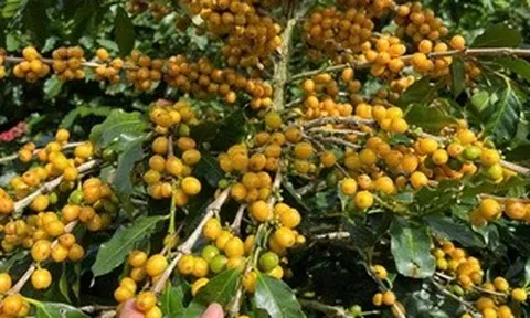 Cà phê Cầu Đất: Sự kết tinh từ đất lành