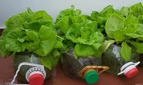 3 loại rau “quốc dân” trồng tại nhà không cần đất