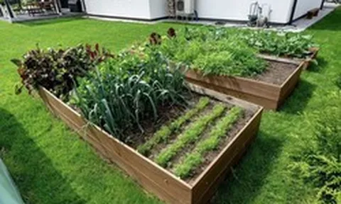 5 loại rau nên trồng trong tháng 4