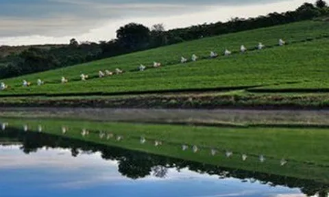 Việt hóa trà Ô long và nâng tầm ra thế giới