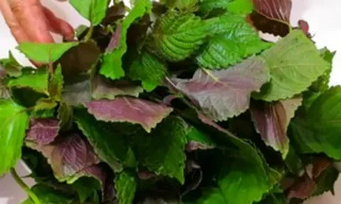 3 nhóm người không nên ăn nhiều lá tía tô