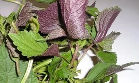 Uống nước lá tía tô có tác dụng gì?