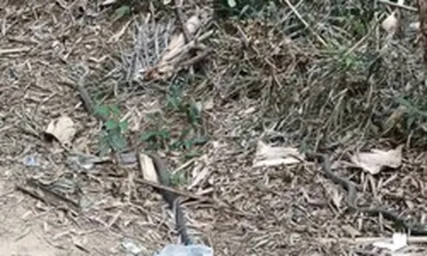 Anh nông dân SN 1990 hốt hoảng bắt gặp 'vị khách' chứa chất kịch độc trong vườn: Công an lập tức xuất hiện gây ngỡ ngàng