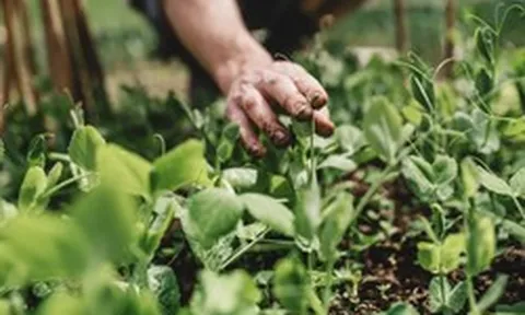 5 loại rau dễ sống, năng suất cao nên trồng ngay bây giờ