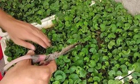 3 loại rau nên trồng trong vườn nhà, có 1 cây cũng tốt đủ đường