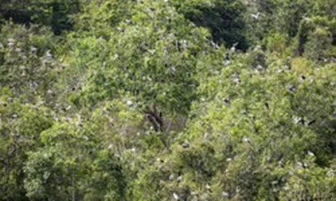 Phát hiện loài vật quý hiếm tưởng như sắp tuyệt chủng bỗng xuất hiện hàng trăm con: Nhiều người Việt vui mừng