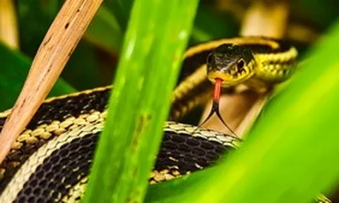 6 loại cây có tác dụng đuổi rắn khỏi nhà