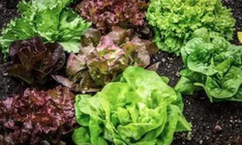 Loại cây giúp gia chủ tiết kiệm khối tiền, dễ trồng, thu hoạch nhanh bất ngờ