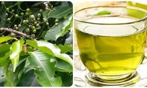 Uống nước lá vối tươi có tác dụng gì?