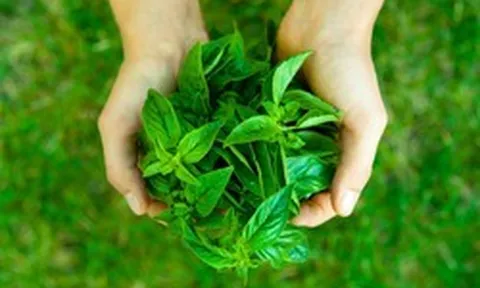 8 loại cây được ví là "siêu thực phẩm", nên trồng trong nhà ngay: Có loại hay bị nhổ bỏ