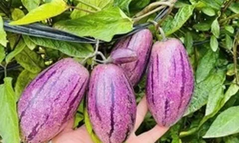 Loại quả lạ gây "sốt mạng" vì không chỉ giải nhiệt mùa hè còn tốt cho tim mạch, cực giàu vitamin, dưỡng da, giảm cân