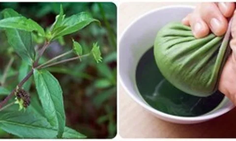 Uống nước cây nhọ nồi có tác dụng gì?