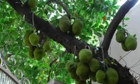 3 loại cây dễ "chặn" tài lộc, tránh trồng trước cổng