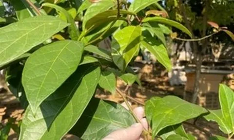 4 nhóm người không nên uống nước xạ đen