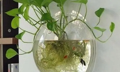 Lời khuyên đến những gia đình đang trồng trầu bà