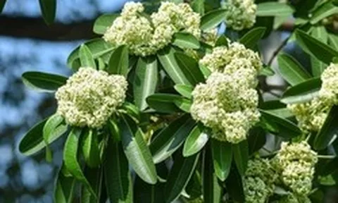 Lời khuyên đến những gia đình đang trồng cây hoa sữa