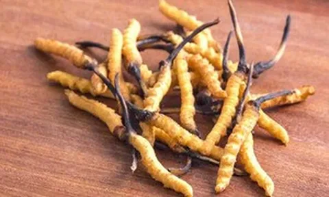 5 sai lầm phổ biến khi sử dụng đông trùng hạ thảo