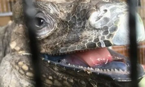 Người dân ở Lâm Đồng tìm thấy sinh vật vẻ ngoài kỳ quái nhưng chỉ ăn rau: Là loài hoang dã nguy cấp