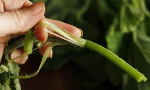 Loại rau bổ dưỡng chẳng kém "nhân sâm", ở quê mọc um tùm