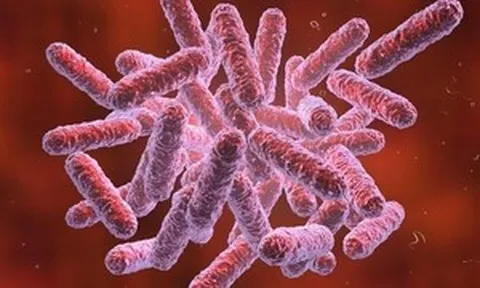 23 người tử vong do bệnh 'sốt đất' ở Thái Lan, Bộ Y tế cảnh báo