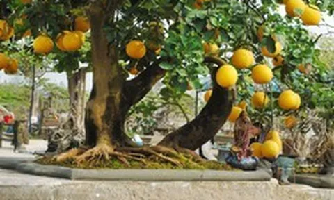 Gia đình trồng cây bưởi trước nhà cần lưu ý