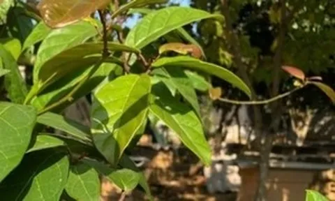 Cây xạ đen có tác dụng gì và những ai tuyệt đối không nên dùng?