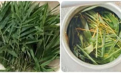 Uống nước lá tre gai có tác dụng gì?