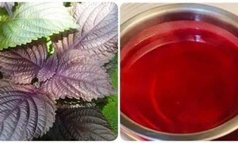 Những ai không nên uống nước lá tía tô?