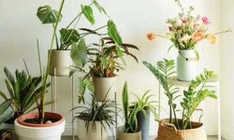 3 loại cây rất hợp với gia chủ trên 50 tuổi