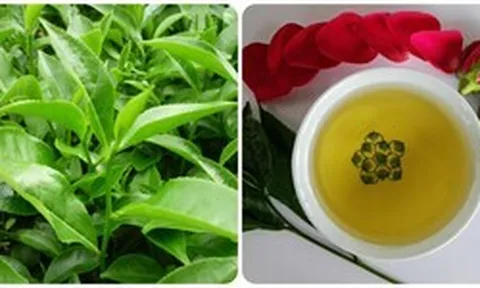 Uống nước chè xanh tươi có tác dụng gì?