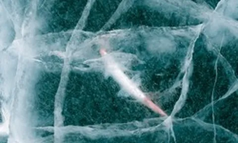 Tin vui bất ngờ: Các nhà khoa học hồi sinh thành công sinh vật 24.000 năm tuổi từ băng vĩnh cửu