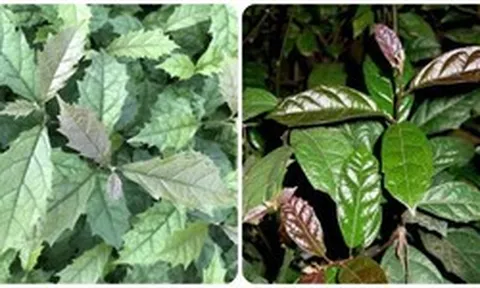 Uống nước lá xạ đen hàng ngày có tốt?