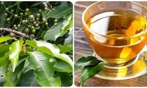 Nên uống nước lá vối khô hay tươi?