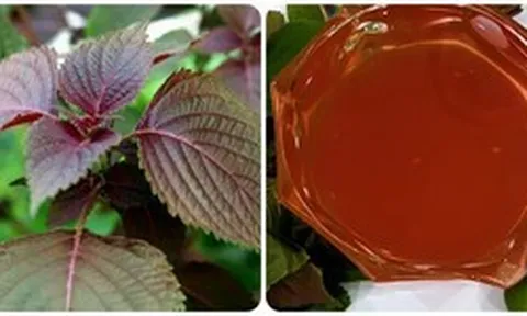 Những người không nên ăn nhiều lá tía tô