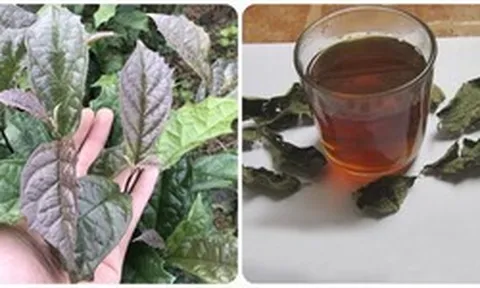 Những người không nên uống nước lá xạ đen