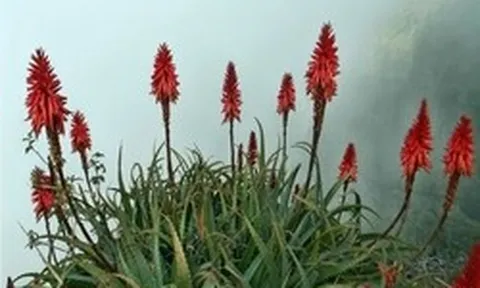 Cây thuốc quý mọng nước, mềm mịn như thạch: Nhà nào có vài chậu quý ngang vàng mười