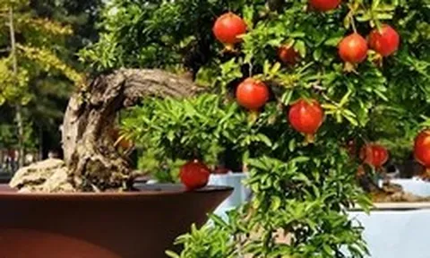Lời khuyên dành cho các gia đình đang trồng cây lựu