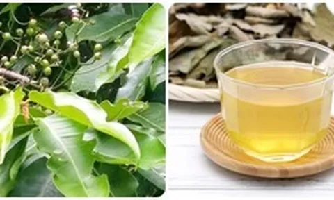 Nước vối tốt cho sức khỏe nhưng những người này nên hạn chế uống