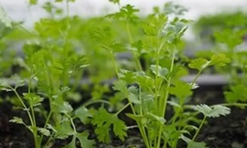 Lời khuyên đến những gia đình đang trồng rau mùi (ngò rí)
