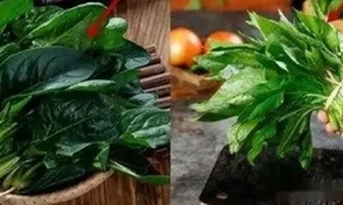 Cải bó xôi vì sao có lúc ngọt, lúc chát?