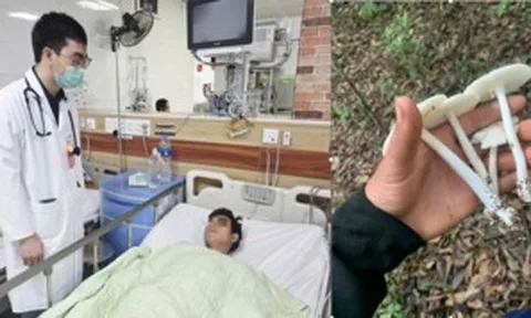Suy đa tạng vì ăn nấm hái trong rừng