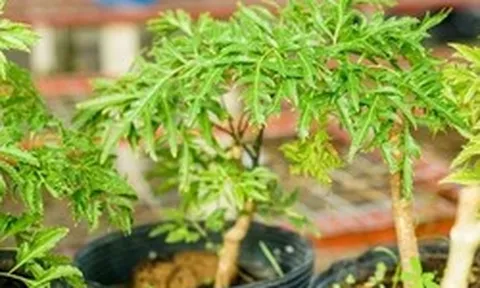 Lợi ích khi trồng cây đinh lăng