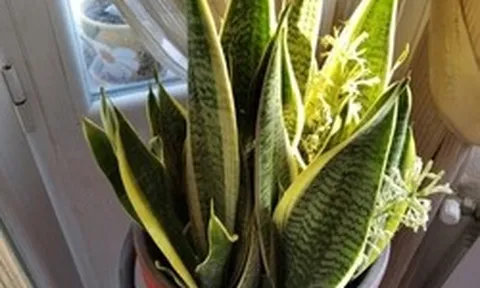 Hiện tượng lưỡi hổ nở hoa