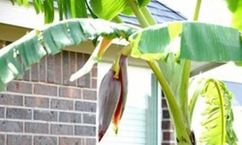 3 lý do phong thủy khiến nhiều người tránh trồng chuối trước nhà